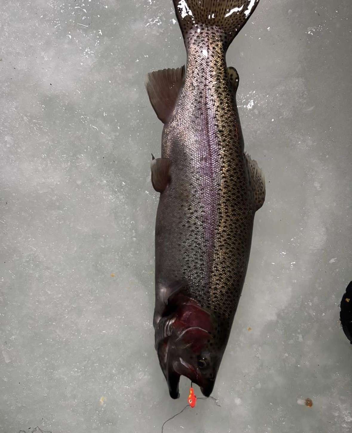 Rainbow trout on the ice with a French's jig